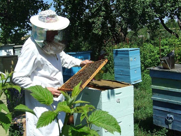 Точок пасеки Ахметшиных, отец осматривает рамку