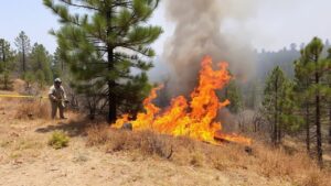 пожар на опушке леса в Калининграде